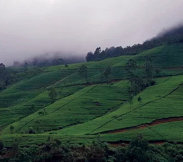 Nawara Eliya Tea Garden