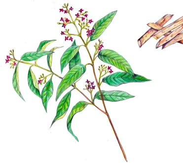 herbs