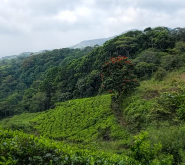 Sinharaja Rainforest