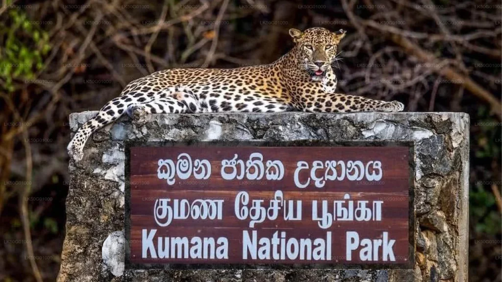 Top Things to Do in Arugam Bay – Surfing, Nightlife & Hidden Beaches 4 Kumana National Park