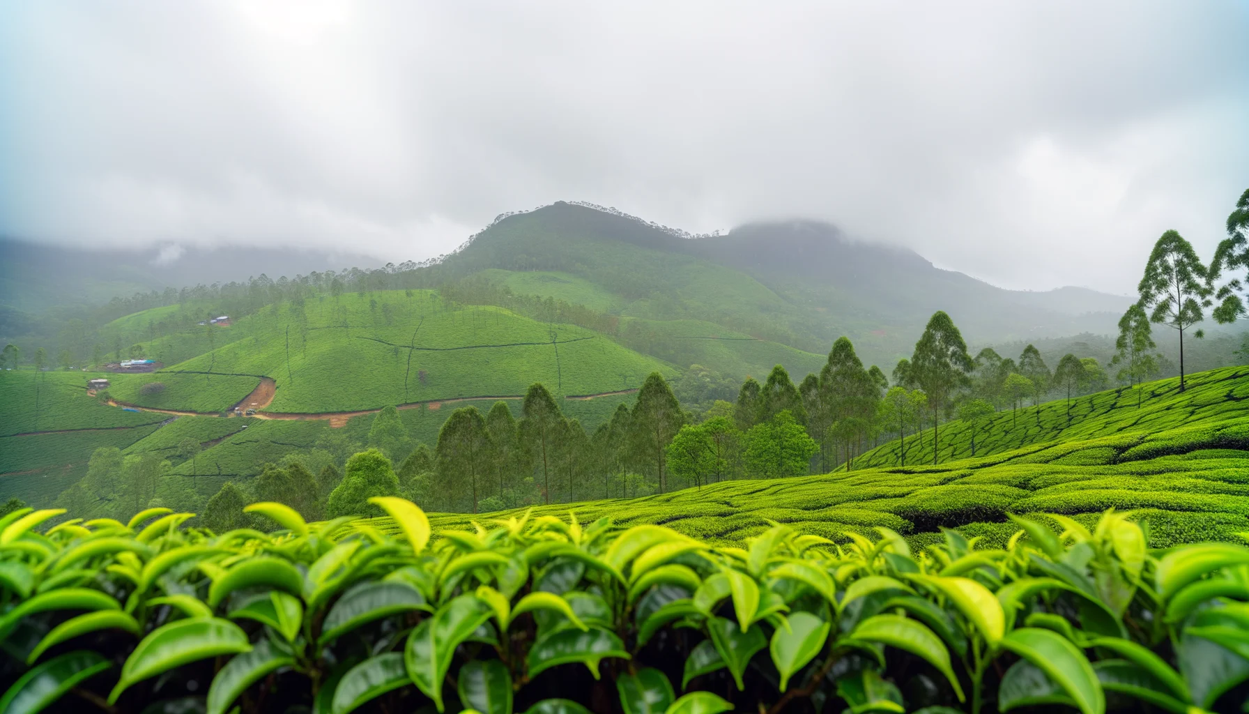 Lush green tea plantations in Nuwara Eliya, Sri Lanka offer the best time to visit Sri Lanka.